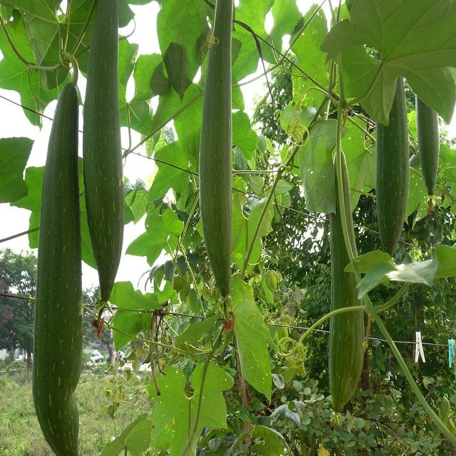 Sponge Gourd - Loknath image a