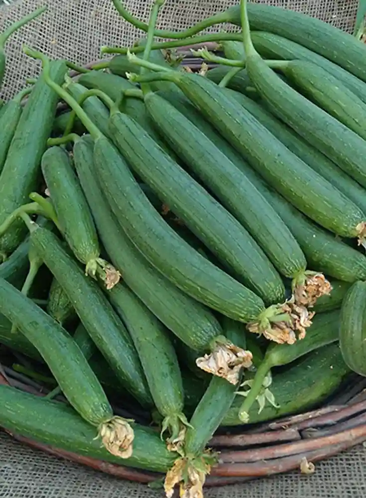Sponge Gourd - Loknath image b