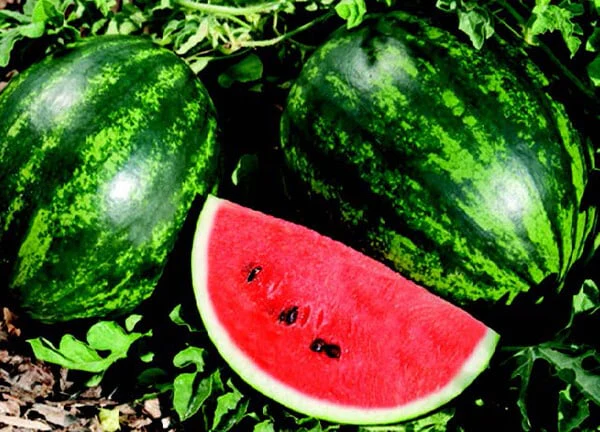 Water Melon Sugar Baby image a