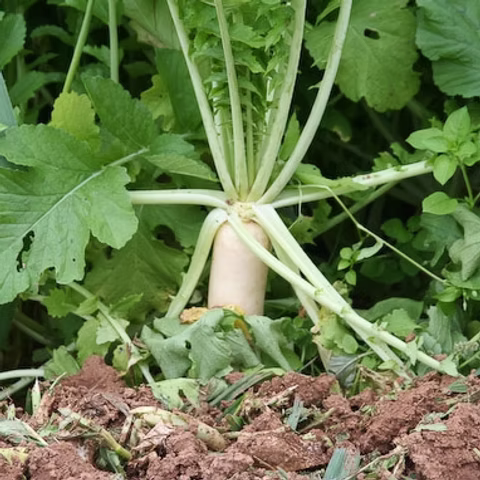 Radish Seeds Menuarly image a