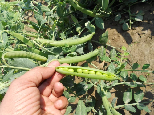 Pea Seeds AP - 3 image c