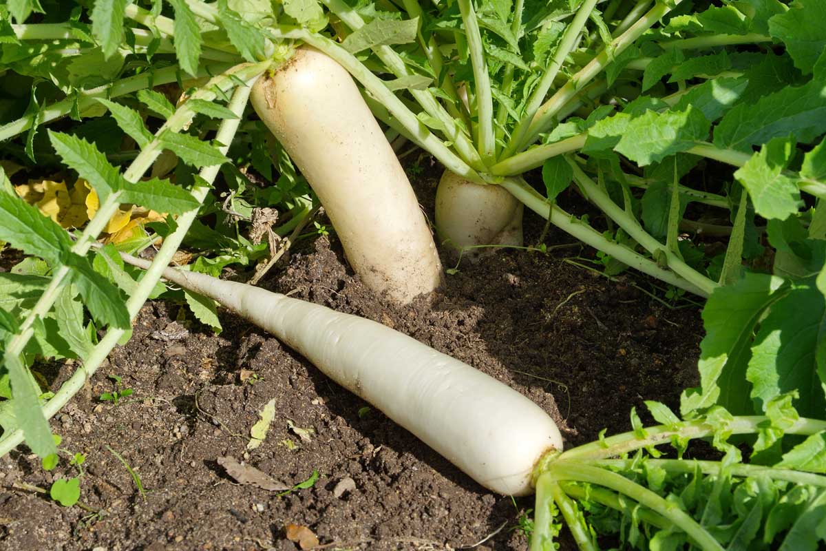 Radish Seeds Every White image c