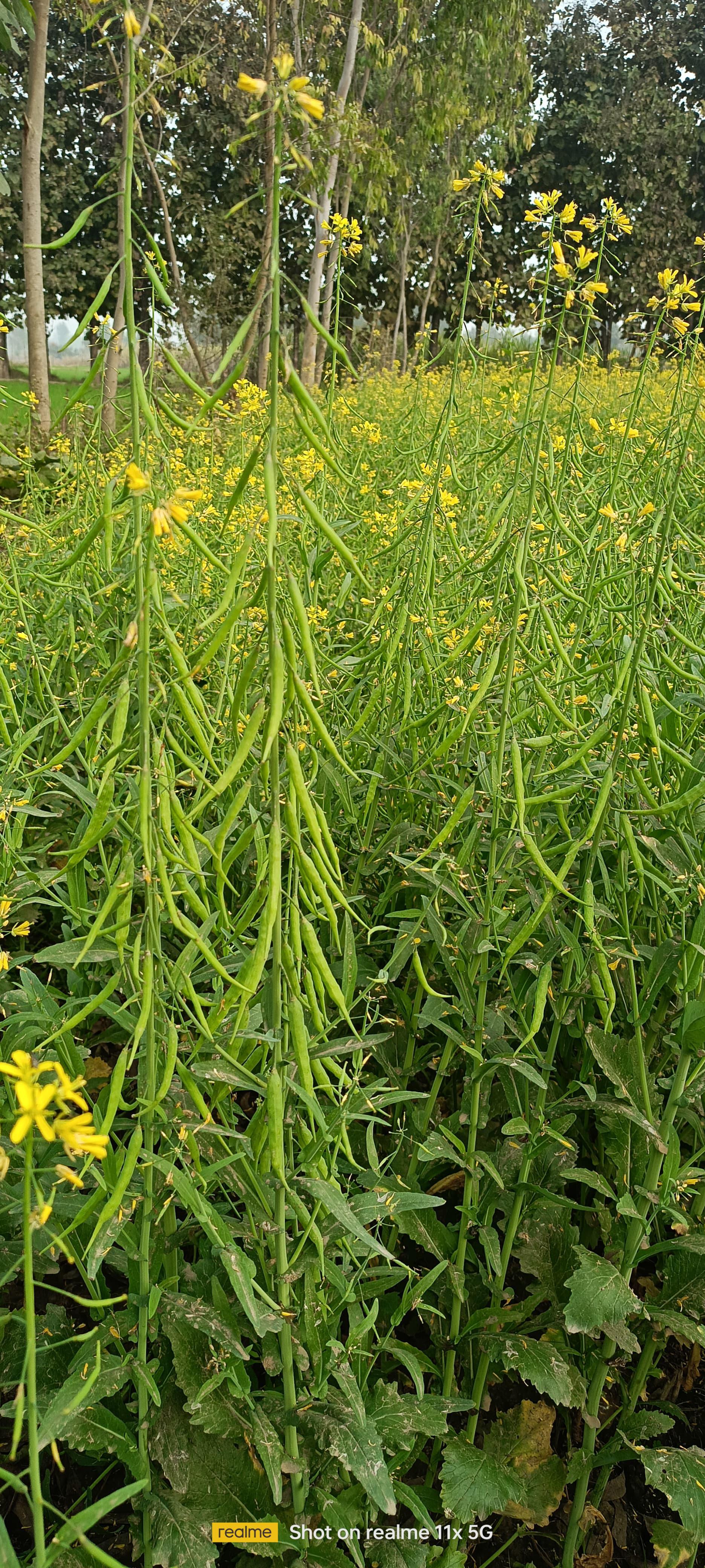 Mustard Seeds Jhumki image c