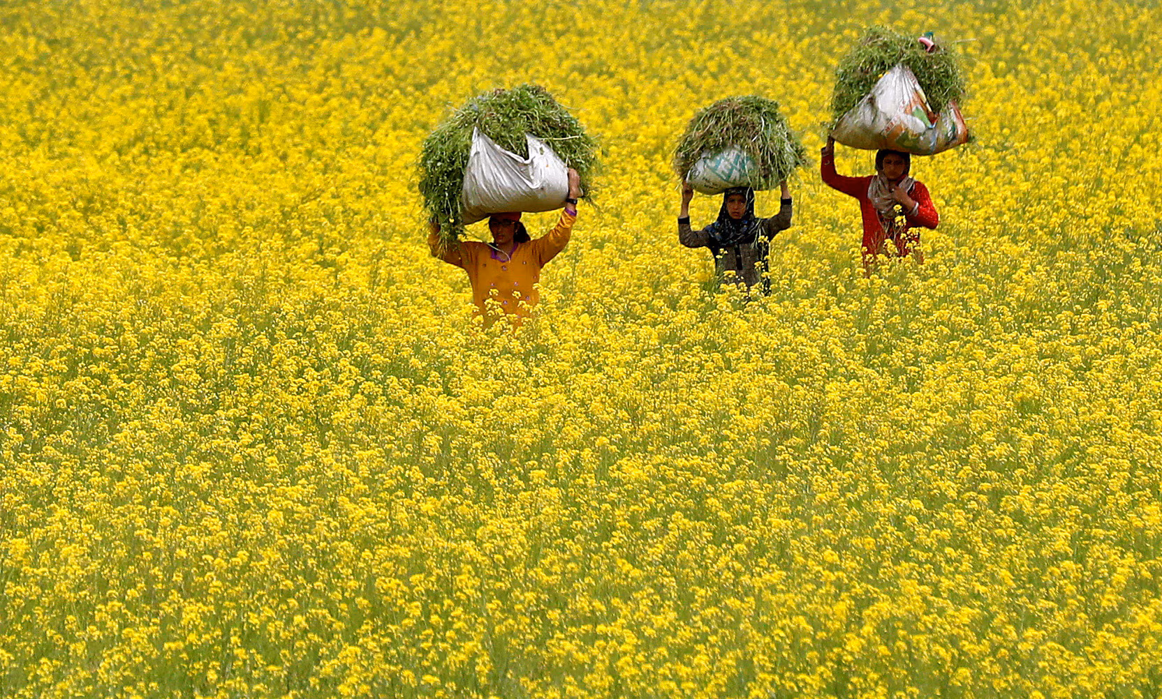 Mustard Seed Priya Gold image b