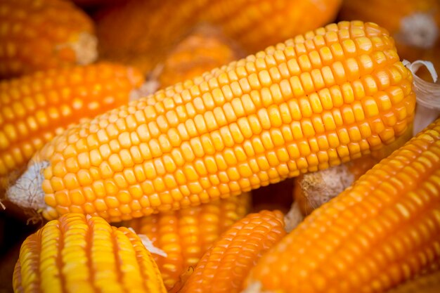Maize 32K 52 image b