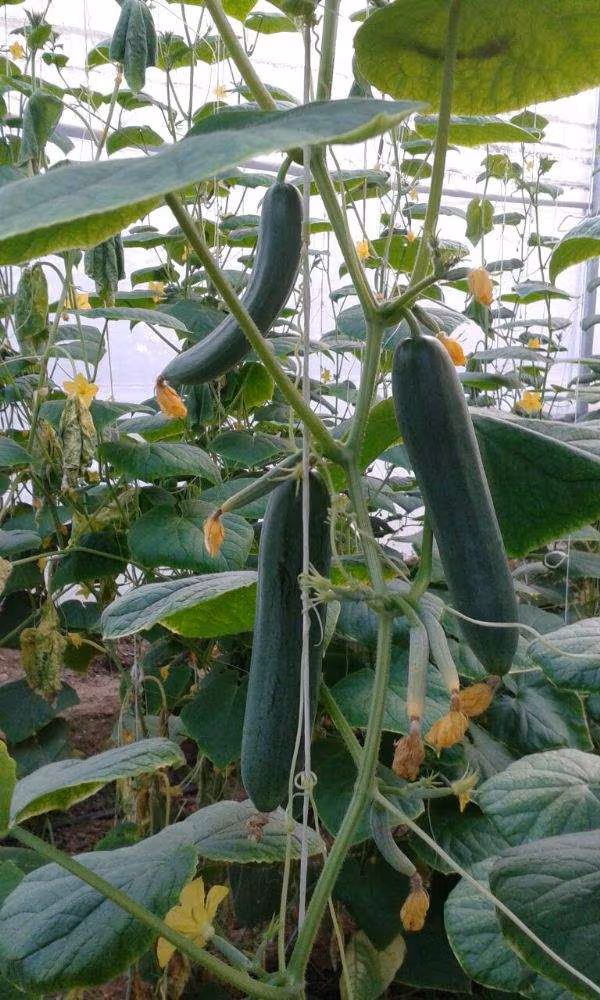 Bottle Gourd Dharidhar image a