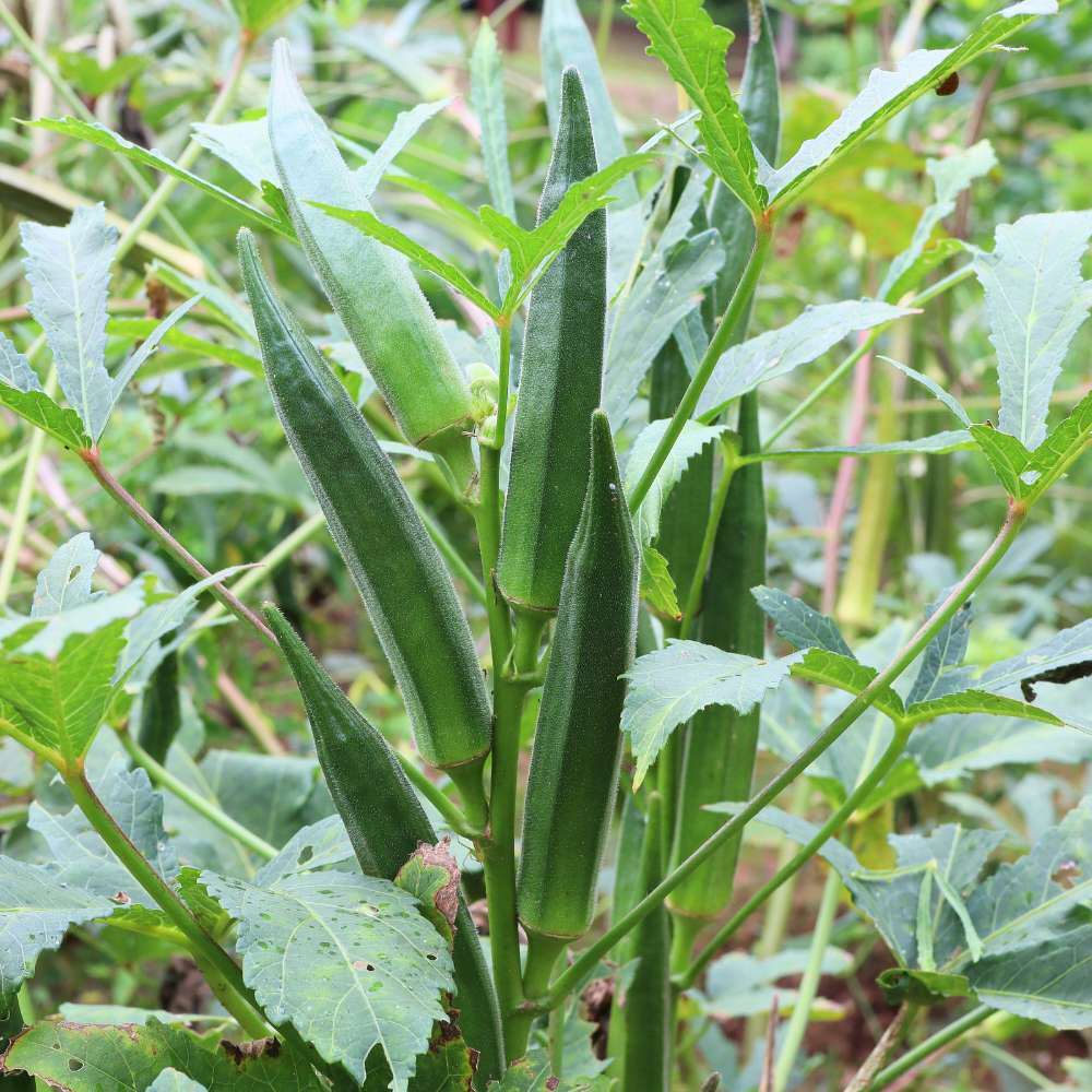 Bhindi Herein image b