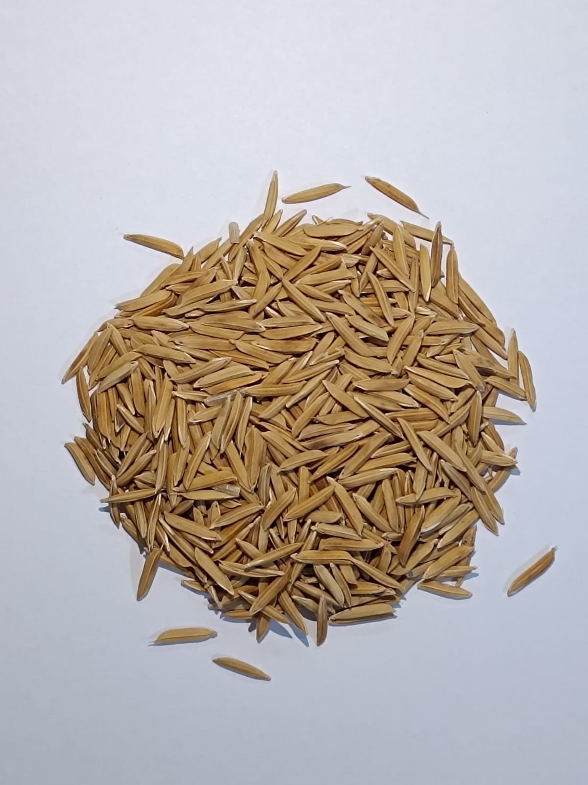Paddy PB - 1847 image b