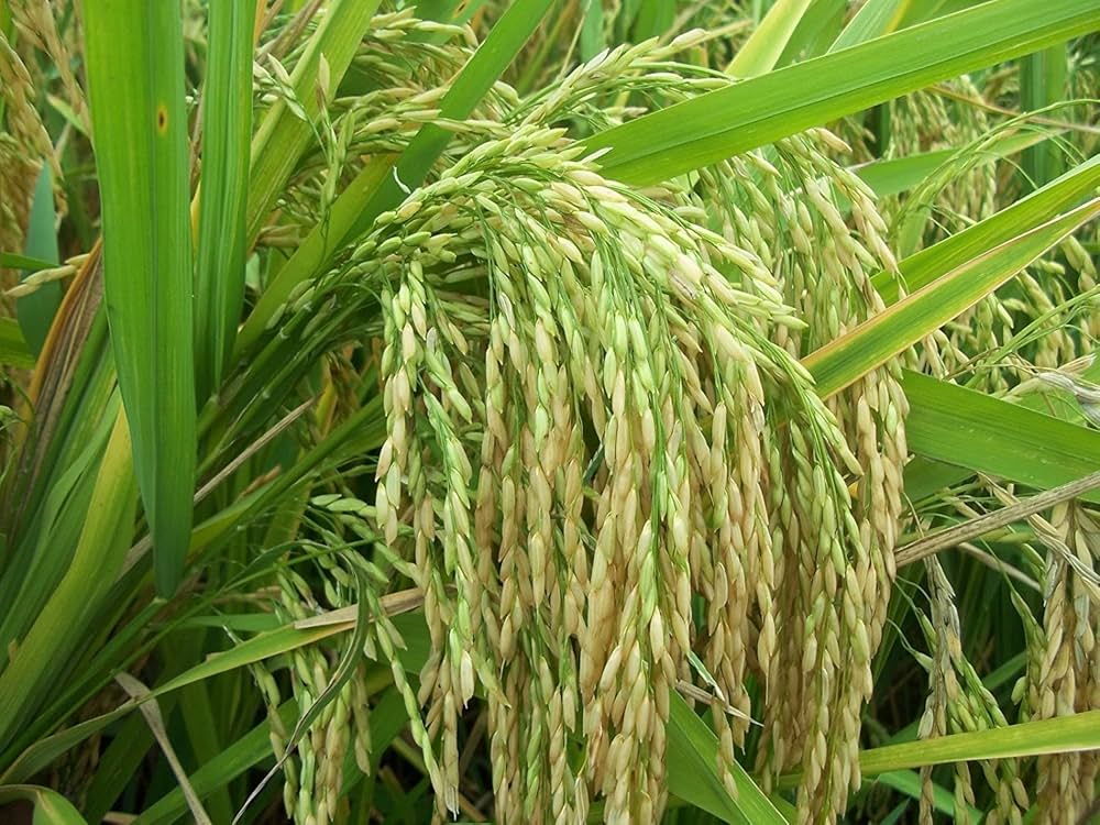 Paddy PB - 1692 image b