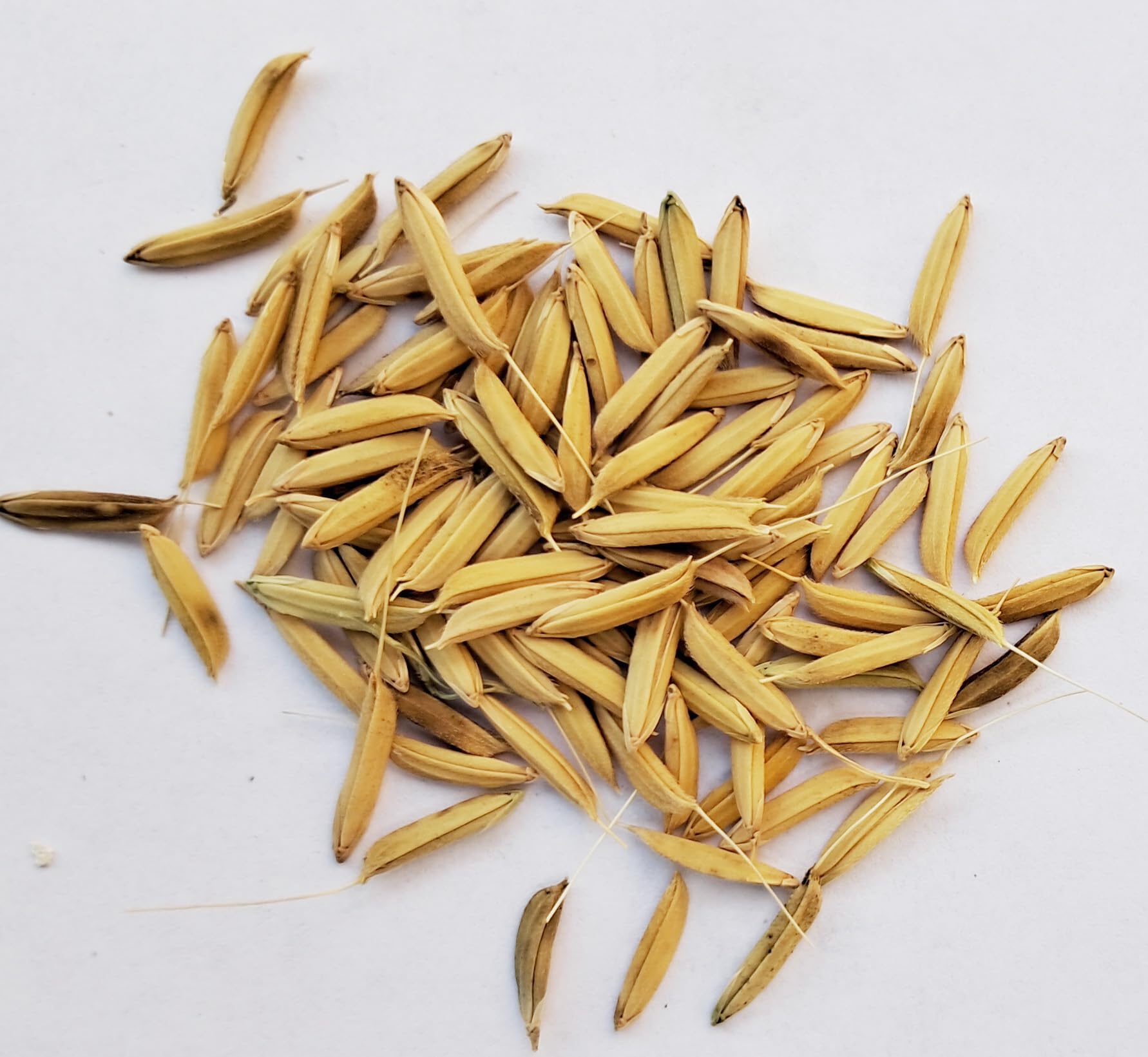 Paddy PB - 1121 image d